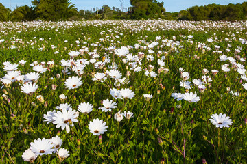 Close-up of field of hundreds of white daisies