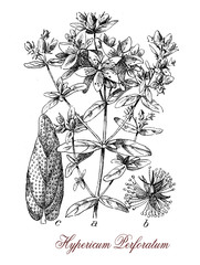 Hypericum perforatum or St John's wort, botanical vintage engraving,  medicinal herb with antidepressant and anti-inflammatory activity. - obrazy, fototapety, plakaty