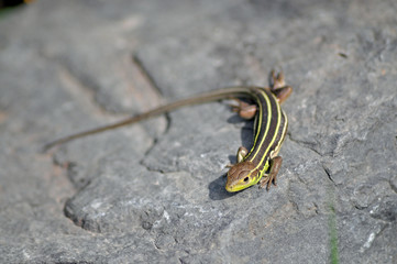 lizard Lacerta strigata