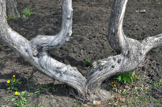 curved tree trunk