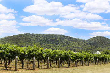 Fototapeta na wymiar Vineyard in Mudgee, Australia