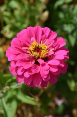 Fototapeta premium Colorful flower garden 