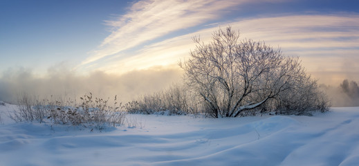 замерзшие кусты на берегу туманного озера зимой, Россия, Урал © 7ynp100