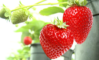 Innovative cultivation of large-fruited strawberry all year round on the Dutch technology