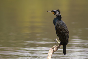 Cormorano (Phalacrocorax carbo) su ramo in acqua