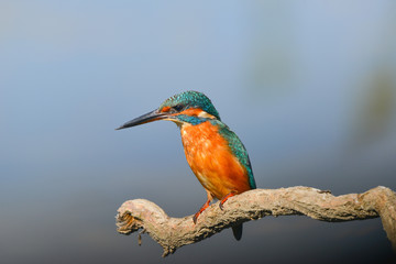 Martin Pescatore (Alcedo Atthis)