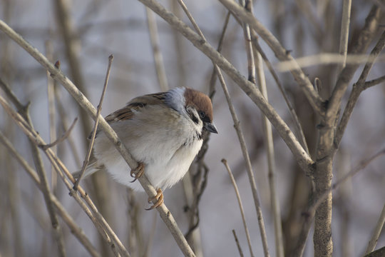 Sparrows on a branch in winter