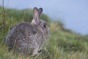 Rabbit, (Oryctolagus cuniculus), Shetland Islands, Scotland, UK.