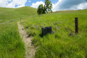 A hiking trail winds past a trail sign on a lush, grassy hill with oak trees and poppies