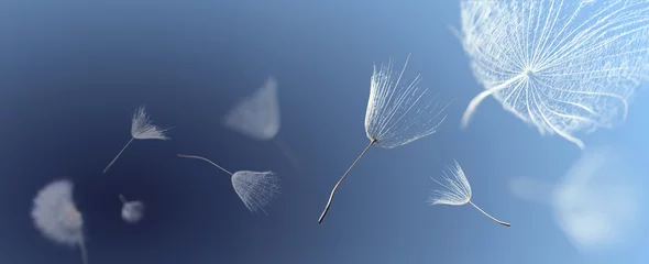 Foto op Plexiglas vliegende paardebloemzaden op een blauwe achtergrond © Chepko Danil