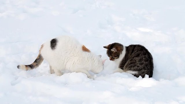 Two cats in the snow in winter 