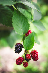 blackberries