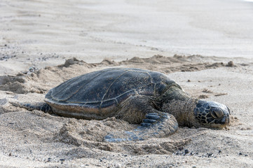 Sea Turtle Resting on a Beach in Hawaii