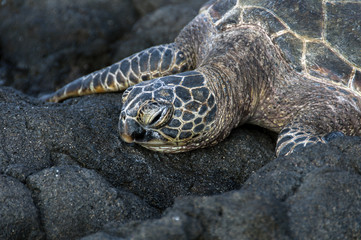 Sea Turtle Resting on Volcanic Rock in Hawaii