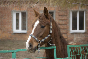 Thoroughbred Horse at fence