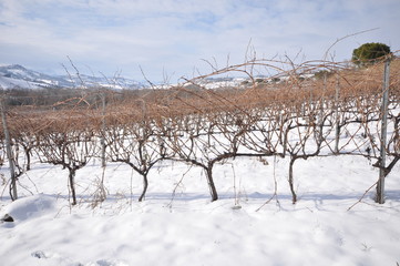 Fototapeta na wymiar country landscape with snow