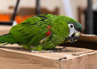 Green pet parrot sitting on cardboard box.
