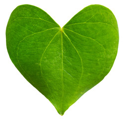 Green leaf heart shaped. Valentine's Day concept. Protection of environment concept.