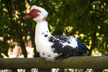 Bird 68