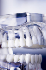 Dentists dental teeth model