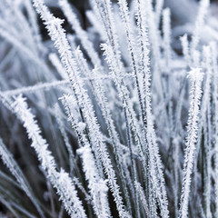 Hoarfrost on grass