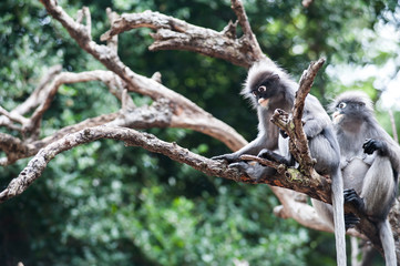 Obraz premium Dusky leaf monkey, Spectacled Langur in Thailand