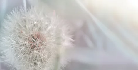 Fototapete Pusteblume Löwenzahn hautnah auf natürlichem Hintergrund. Löwenzahnblume auf Sommerwiese
