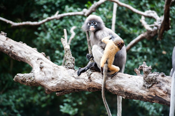 Obraz premium Mother and baby Dusky leaf monkey, Spectacled Langur in Thailand