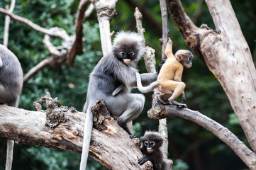 Fototapeta premium Mother and baby Dusky leaf monkey, Spectacled Langur in Thailand