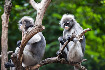 Dusky leaf monkey, Spectacled Langur in Thailand