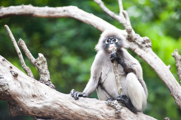 Dusky leaf monkey, Spectacled Langur in Thailand