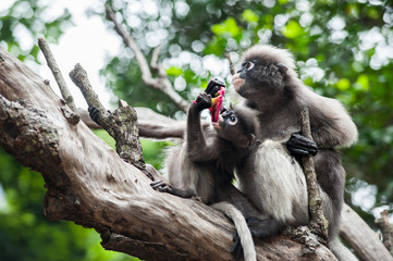 Dusky leaf monkey, Spectacled Langur in Thailand