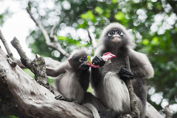 Dusky leaf monkey, Spectacled Langur in Thailand