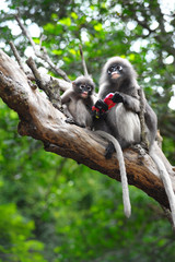 Dusky leaf monkey, Spectacled Langur in Thailand