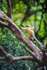 Golden fur baby Dusky leaf monkey, Spectacled Langur playing and jumping on tree top, southern of Thailand