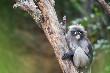 Dusky leaf monkey, Spectacled Langur in Thailand