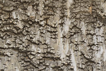 Tree bark background