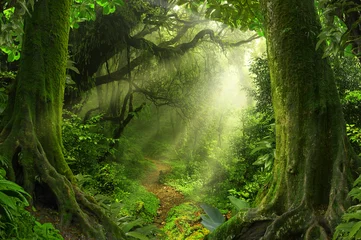 Foto op Plexiglas Tropische jungle © quickshooting