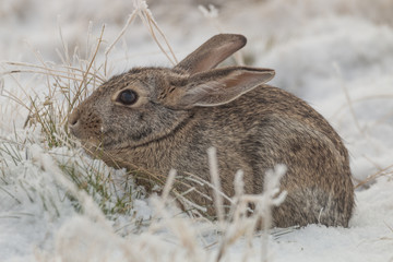 Cottontail Rabbit in Snow