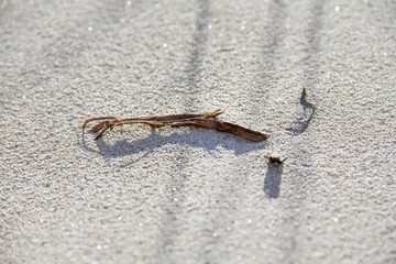 strandgut