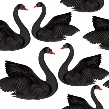 Black bird seamless pattern. Wildlife background. Swimming swans