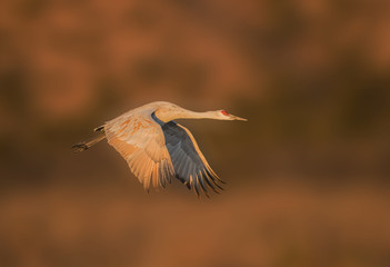 Solo Mission - A sandhill crane departs the roosting pond in sunrise light on a solo mission to find its preferred field of grain for breakfast. Bosque del Apache National Wildlife Refuge, New Mexico.