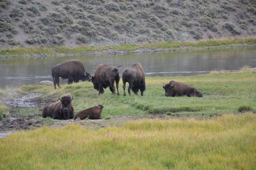 Bisonti allo stato brado nello Yellowstone National park in Wyoming 