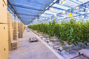 Plants in greenhouse. Cucumber plants growing