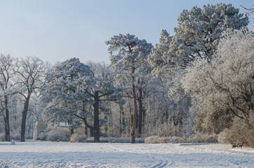 Trees covered with frost in a snowy forest
