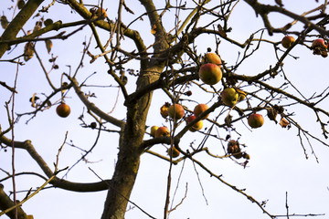 autumn branches with rotten apples