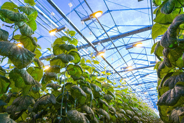 Plants in greenhouse. Cucumber plants growing