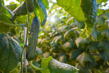 Plants in greenhouse. Cucumber plants growing
