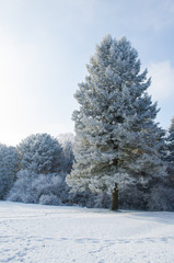 Trees covered with frost in a snowy forest