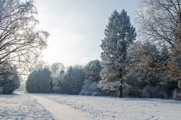 Trees covered with frost in a snowy forest